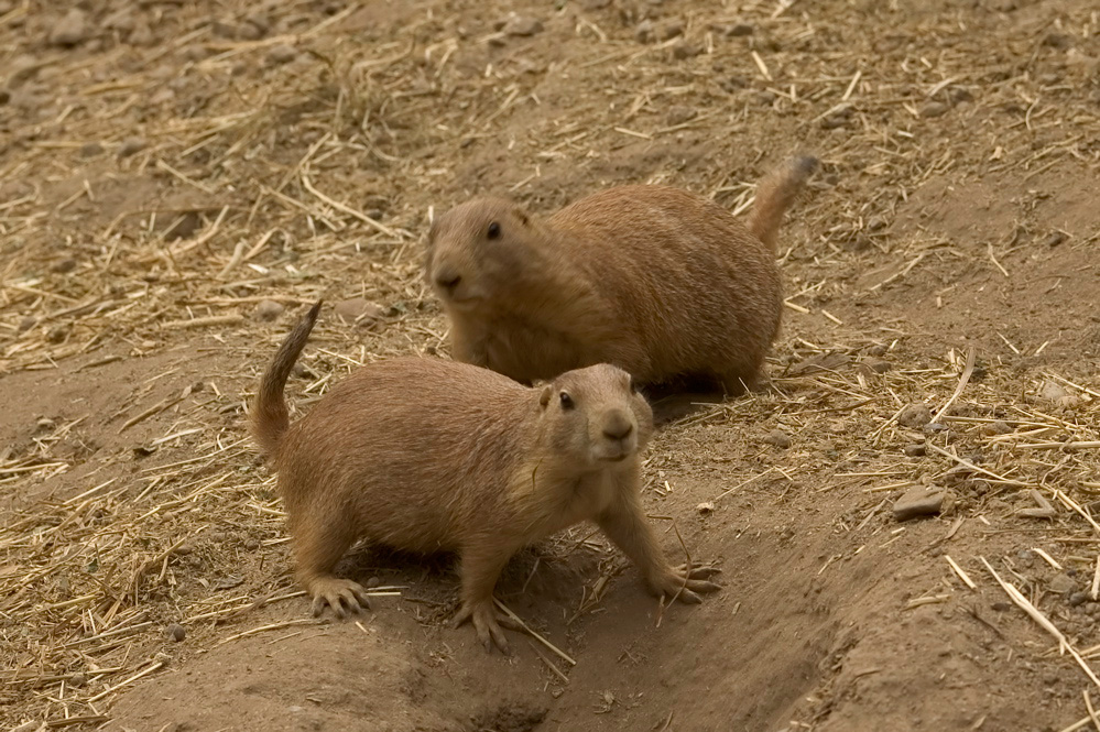 Prarie Dog - 2